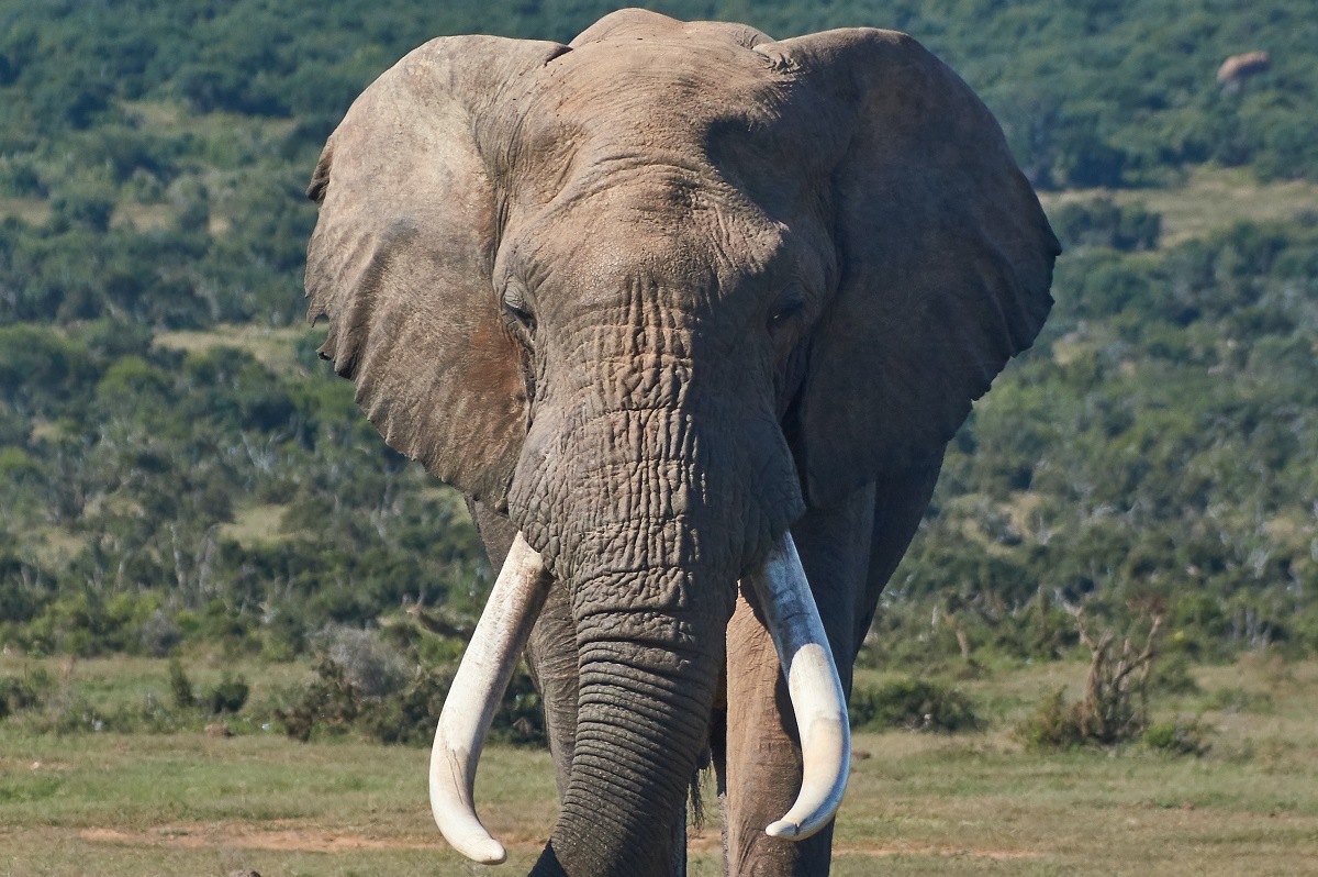 Слоновый год. Индийский слон. Индийские слоны. Парк слонов в Сочи. Индийский слон фото.
