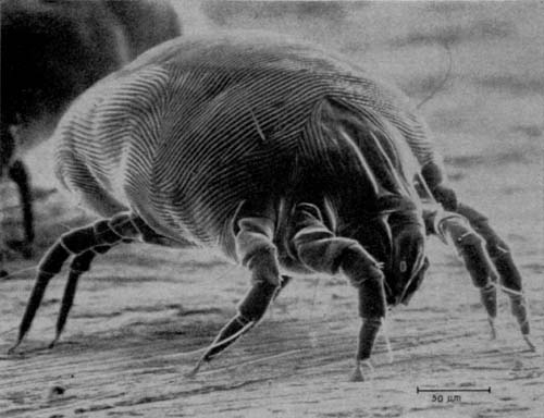 house dust mite
