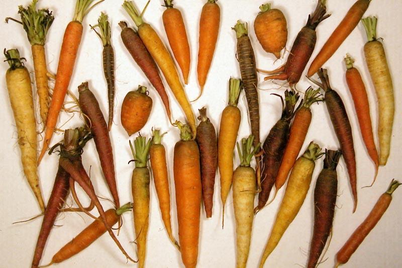 carrotdiversitylg