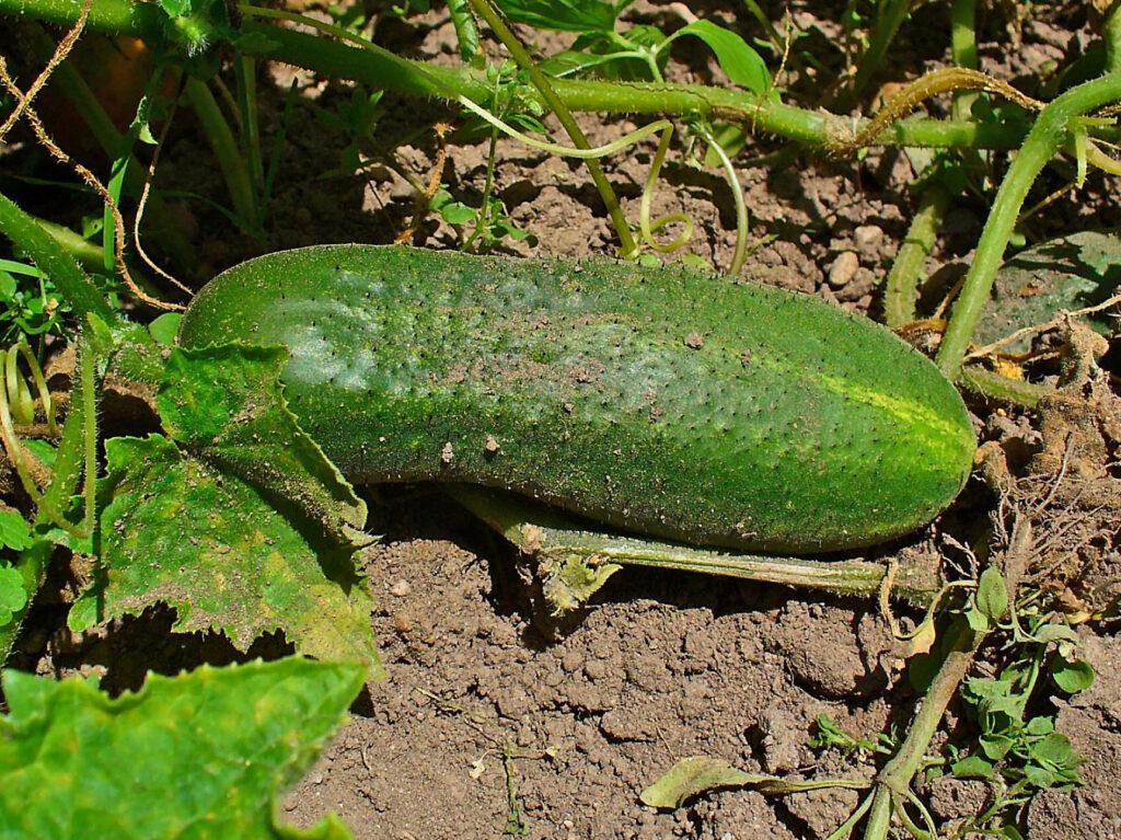 cucumis sativus 0003