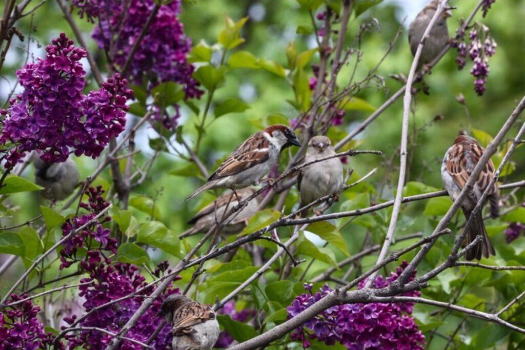 В России стартовала перепись воробьев 1 yu090825.11.06