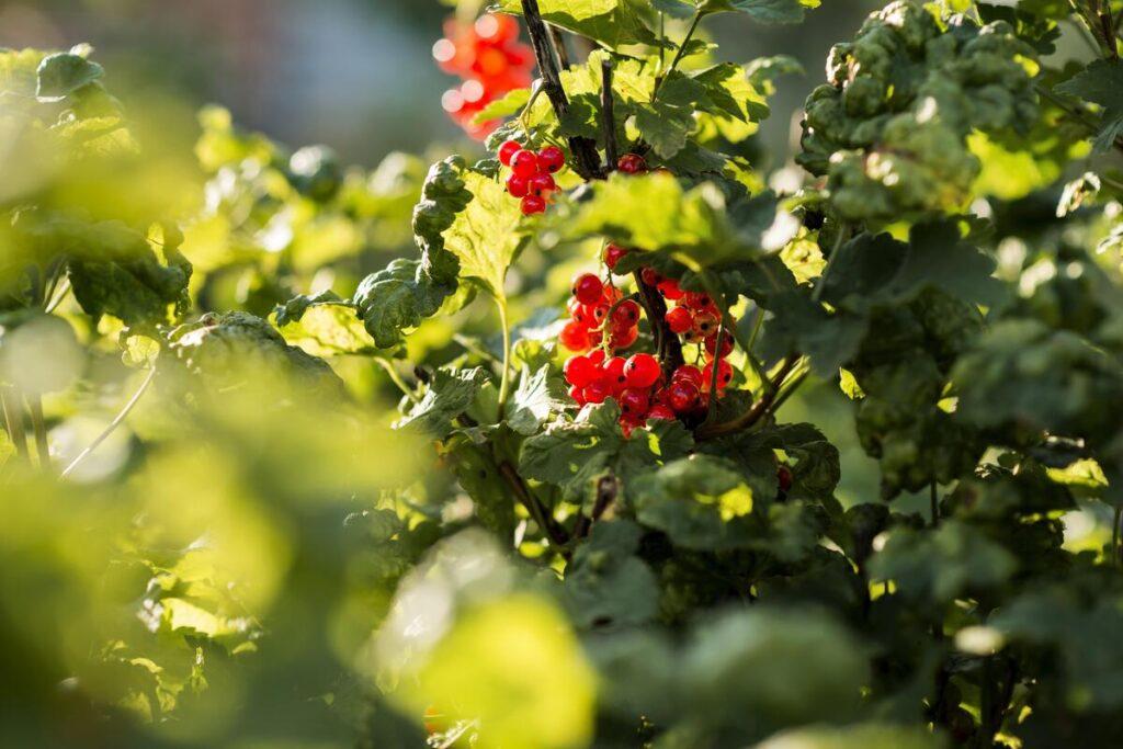 krasnaa agoda zavod organiceskogo zemledelia koncepcia 1