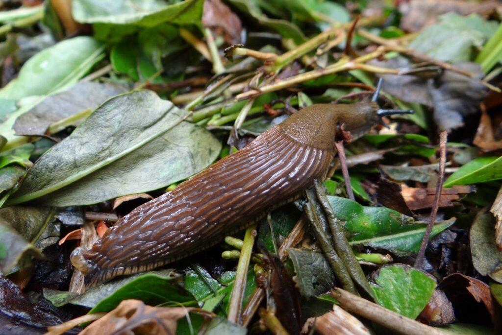 nature meadow flower wet animal wildlife 689926 pxhere.com