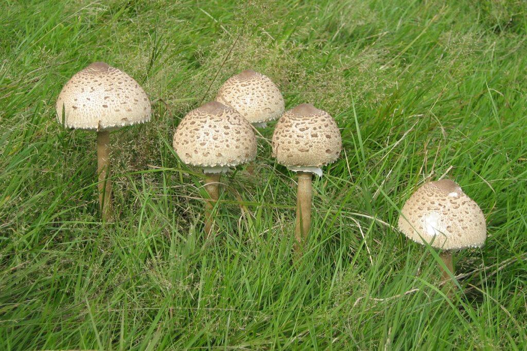 macrolepiota proc