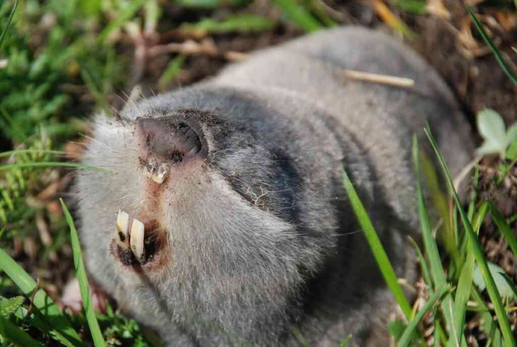 Крот или слепыш: кто на самом деле портит ваш урожай 1 ch20112025.2.02