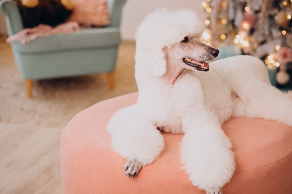 Идеальные собаки для квартиры и аллергиков: они почти не линяют 1 ch13122025.18.26