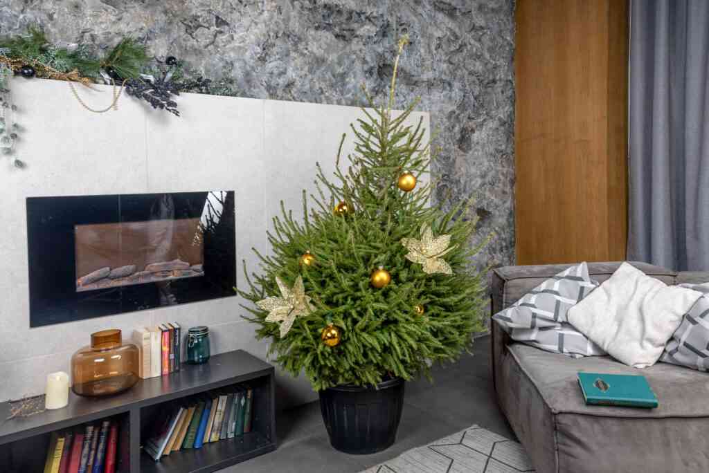 Как украсить живую елку в 2025 5 lesnaya krasavicza v gorshke