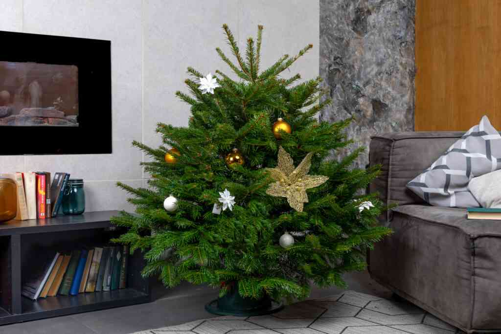 Как украсить живую елку в 2025 2 nordmann datskaya el 1