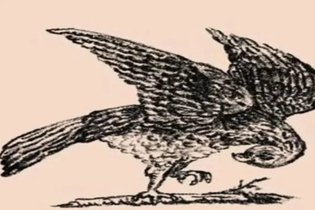 Головоломка с двойным изображением: где на рисунке птицы прячется кролик 1 o191225.17.05