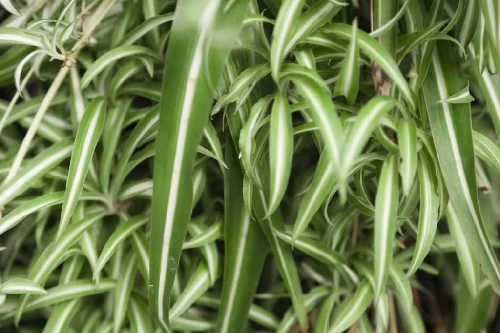 Безотказный и стильный: полное руководство по уходу за хлорофитумом 1 o261225.16.05