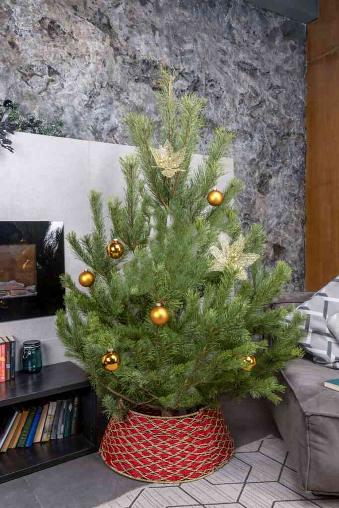 Как украсить живую елку в 2025 6 sosna neobyknovennaya 1
