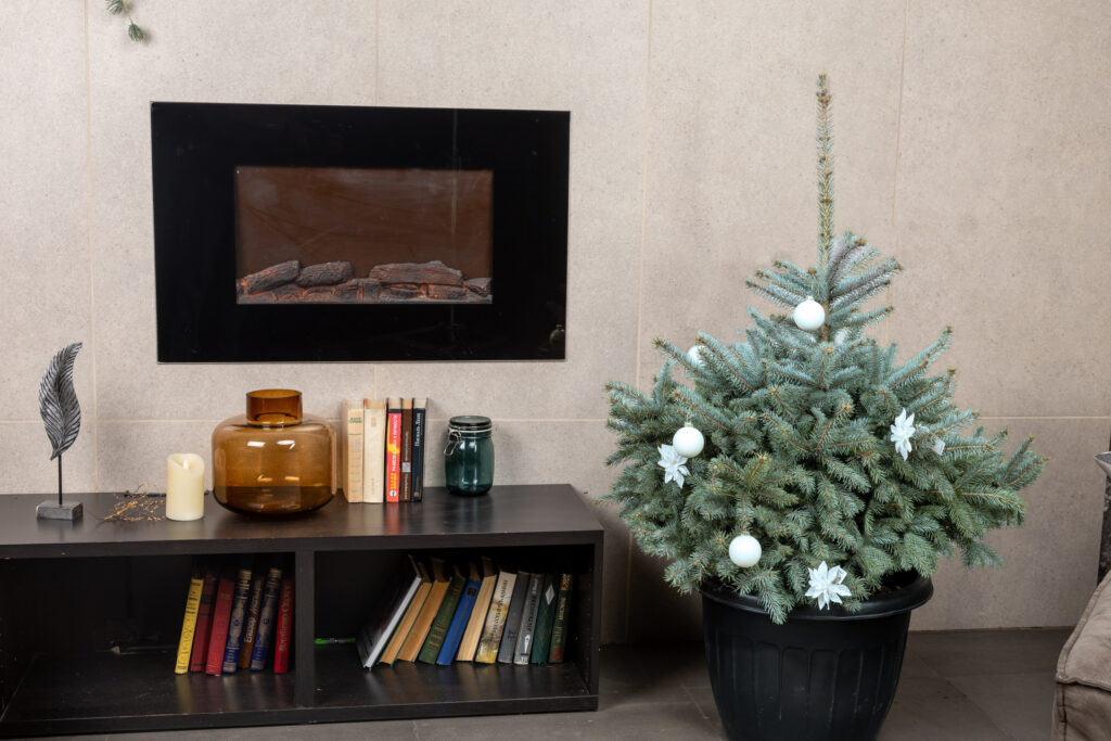 Как украсить живую елку в 2025 8 super blue seedling 3