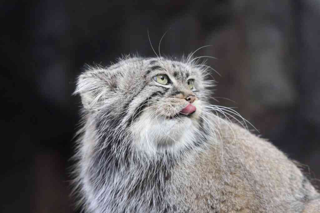 Московский манул Тимофей посодействовал изменению словаря русского языка 1 yu121225.10.05