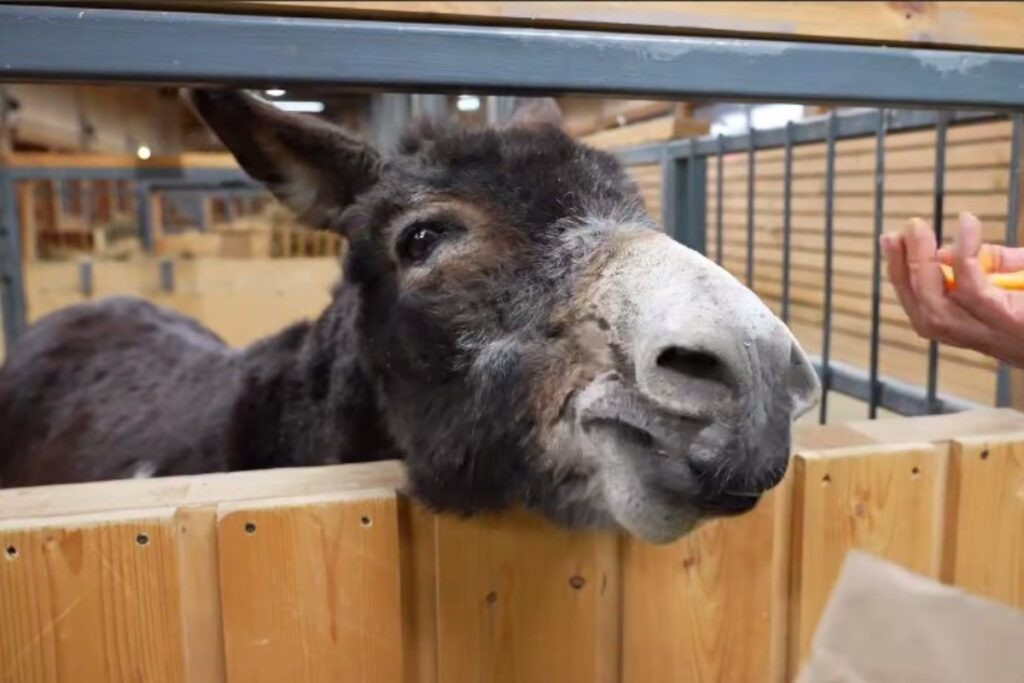 Перевозивший снаряды ослик Жорик нашел свой новый дом 1 yu271225.10.14