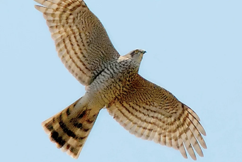 Ястреб-перепелятник: как маленький хищник стал грозой городских птиц и кормушек 1 accipiter nisus in flight 8 4c