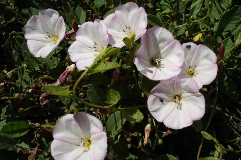 convolvulus arvensis