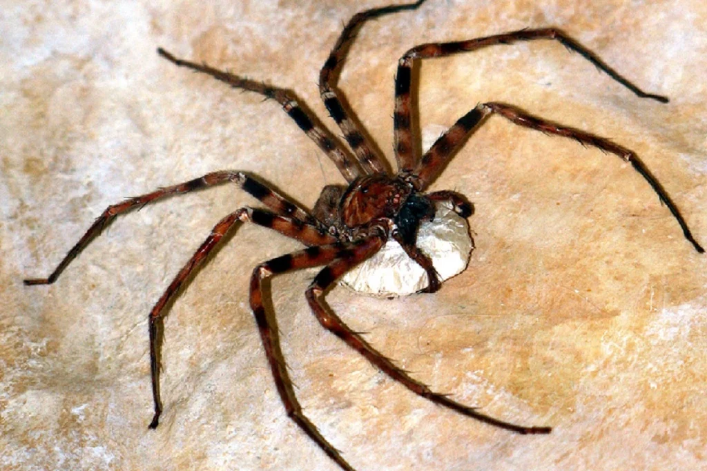 heteropoda maxima 1