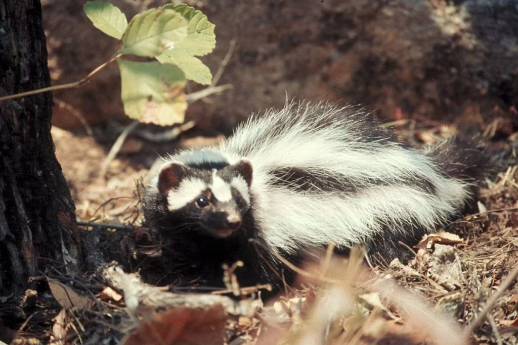 Зорилла — «перцовка» африканской саванны: как крошечный зверек распугивает львов 1 o250126.12.53