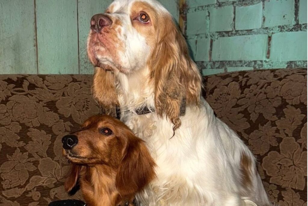 Псковскую чиновницу уволили после издевательства над собаками 1 yu120125.19.20