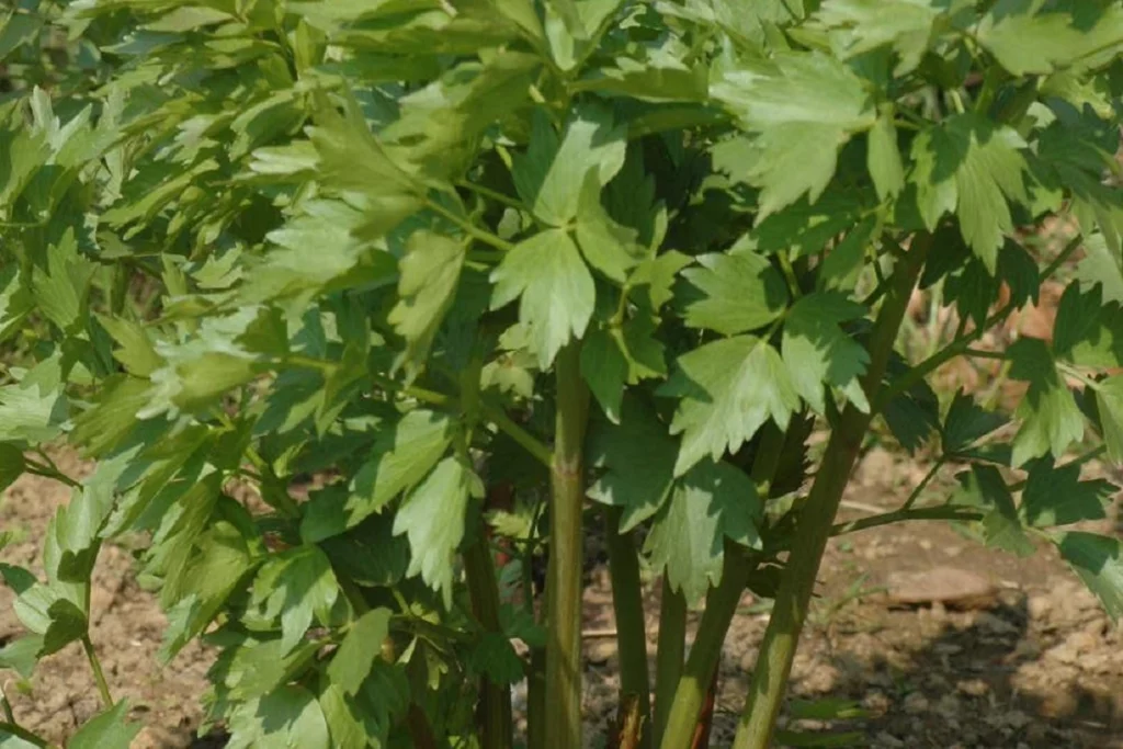 levisticum officinale planto