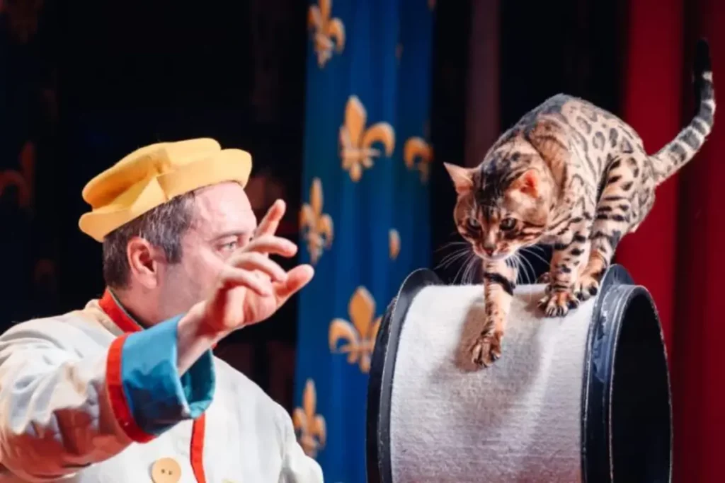 Эксперт СМИ2 рассказал, какая помощь нужна фронтовым котам 1 yu200326.10.04 768x512.jpg 1