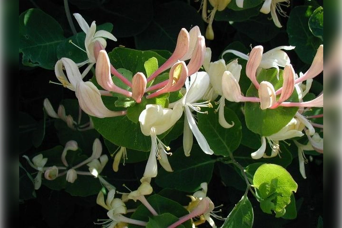 Почему жимолость каприфоль лучше не сажать у дома 1 lonicera caprifolium