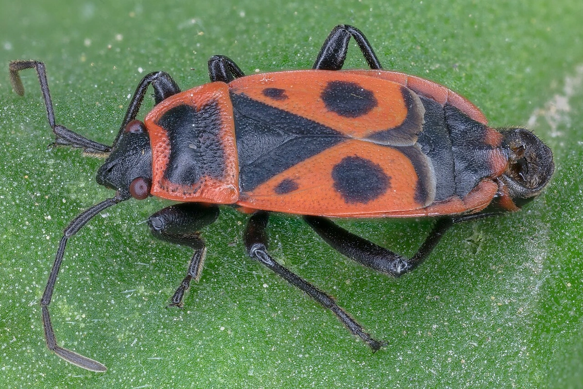 Клоп-солдатик на окне: опасен ли он для людей и огорода 1 1280px zapatero pyrrhocoris apterus hartelholz munich alemania 2020 06 28 dd 362 382 fs