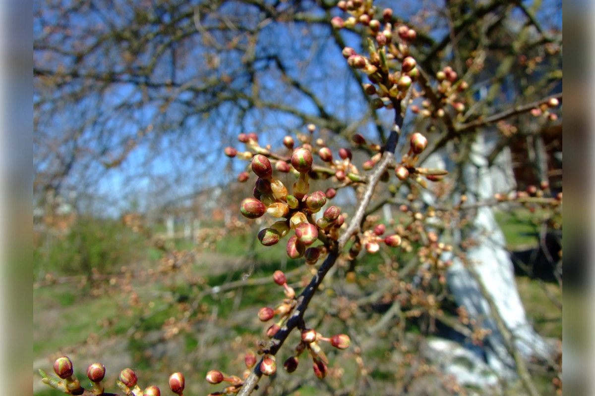 apple tree spring
