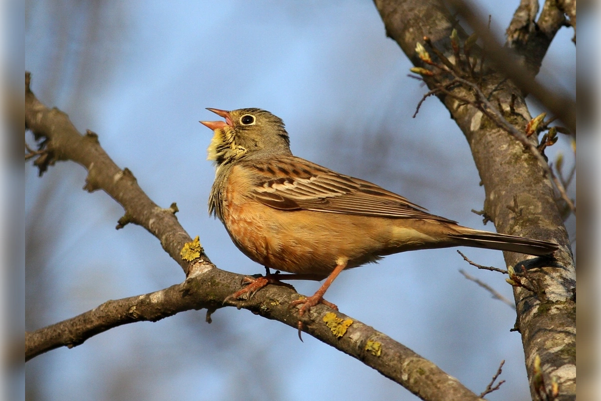 strnadka zahradna emberiza hortulana 1